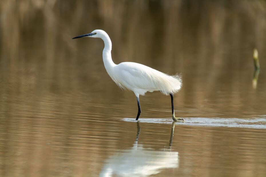 Parc ornithologique du Teich