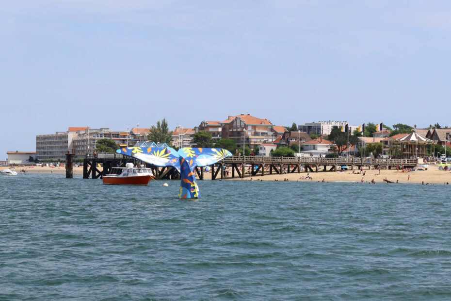 Queue baleine Arcachon